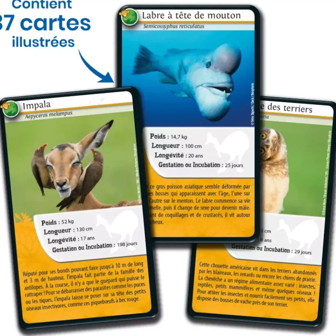 Défis Nature - Animaux : Animaux rigolos