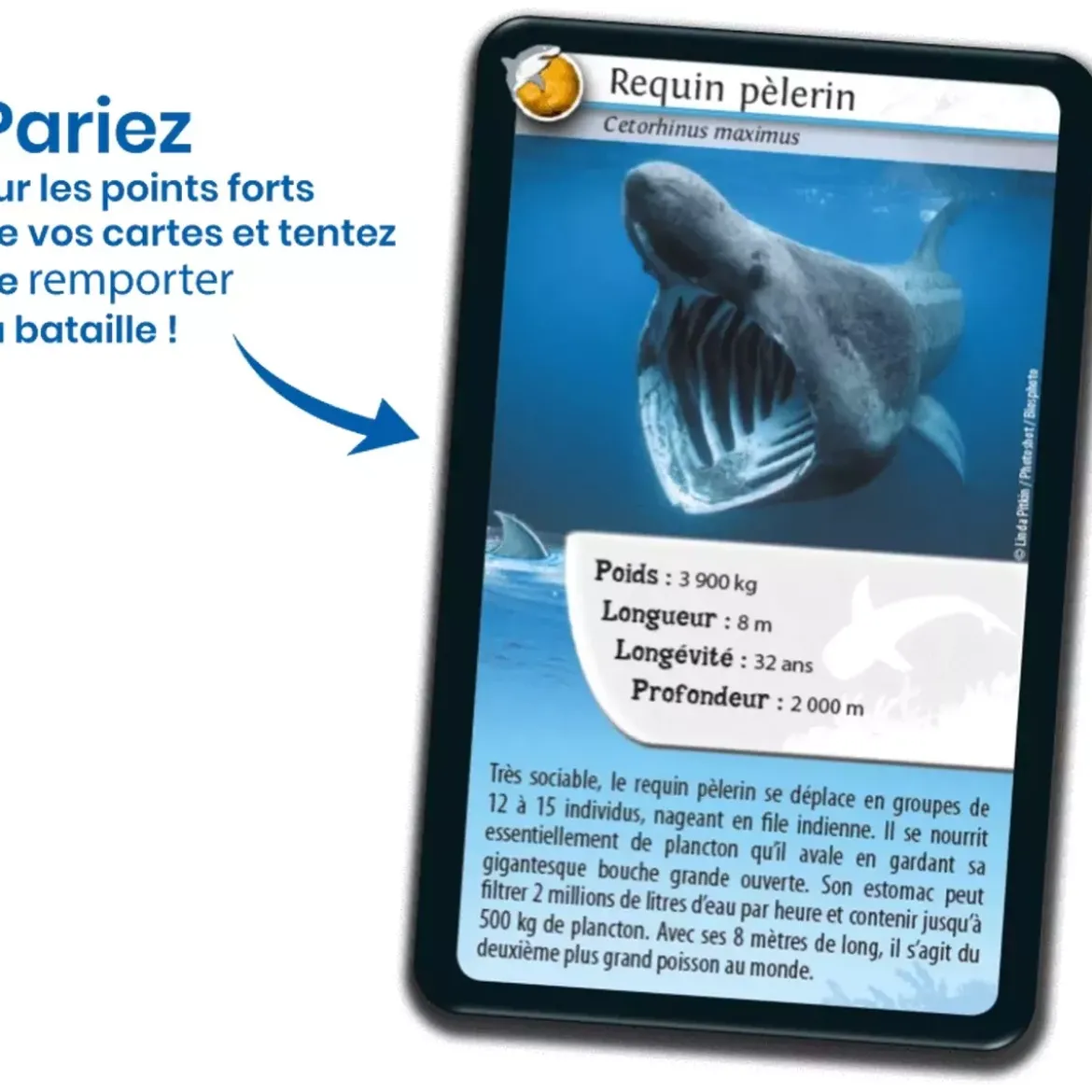 Défis Nature - Animaux : Requins