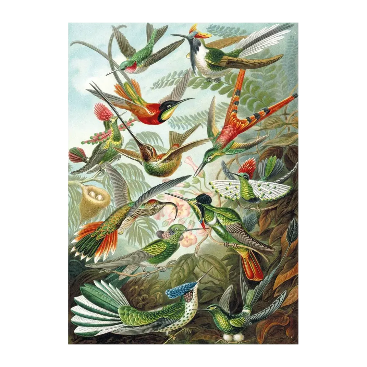Puzzle Les Colibris - 500 pièces